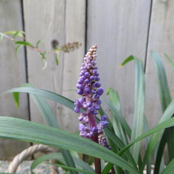 Liriope muscari 'Royal Purple'