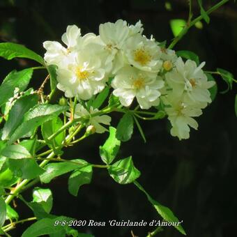 Rosa 'Guirlande d'Amour'