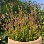 Calluna vulgaris 'Firefly‘ - 