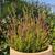 Calluna vulgaris 'Firefly‘