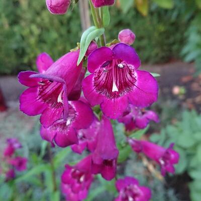 Penstemon hartwegii 'POLARIS Purple' - 