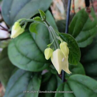 Clerodendrum thomsoniae