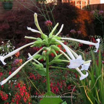 Nicotiana sylvestris