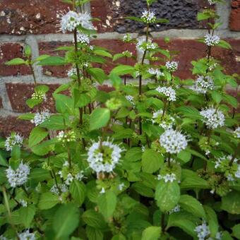 Mentha x gracilis