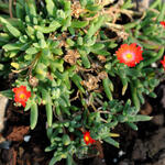 Delosperma cooperi 'JEWEL OF DESERT Sunstone' - 