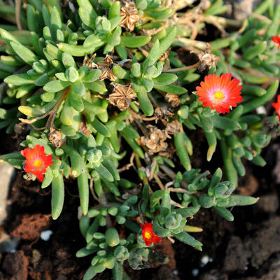 Delosperma cooperi 'JEWEL OF DESERT Sunstone' - 