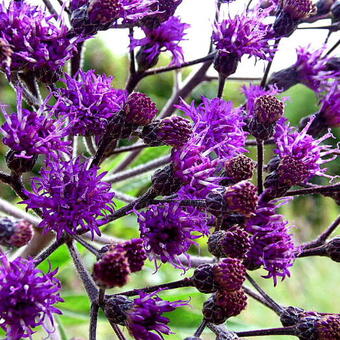 Vernonia crinita