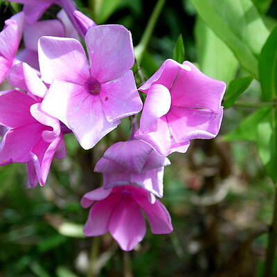 Phlox paniculata 'Eva Cullum' - Phlox paniculata 'Eva Cullum'