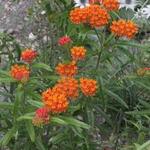 Asclepias tuberosa subsp. interior - 