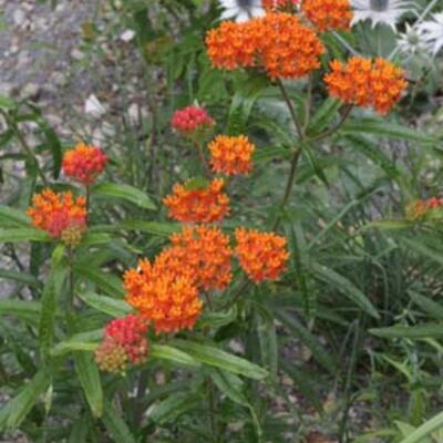 Asclepias tuberosa subsp. interior - 