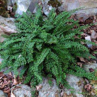 Asplenium trichomanes