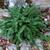 Asplenium trichomanes