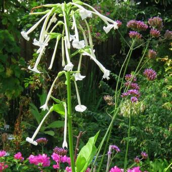 Nicotiana sylvestris