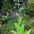 Nicotiana sylvestris