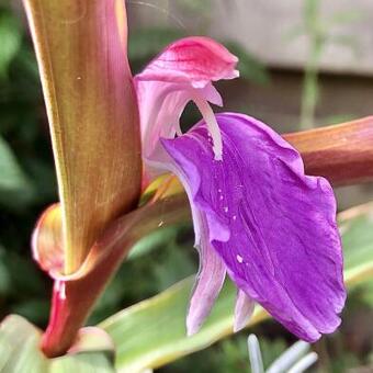 Roscoea purpurea 'Spice Island'