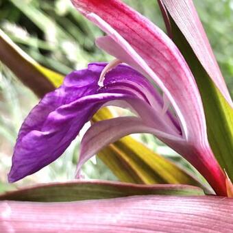 Roscoea purpurea 'Spice Island'