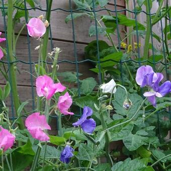 Lathyrus odoratus Royal Mix