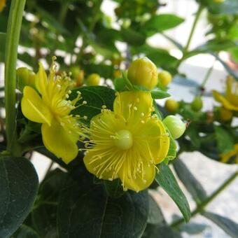 Hypericum 'MIRACLE Blizz'