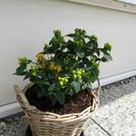 Hypericum 'MIRACLE Blizz' - 