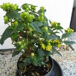 Hypericum 'MIRACLE Blizz' - 