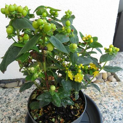 Hypericum 'MIRACLE Blizz' - 