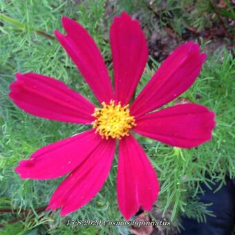 Cosmos bipinnatus