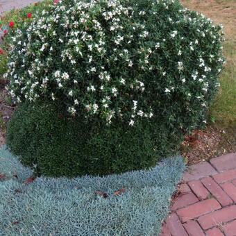 Daphne x transatlantica 'Eternal Fragrance'