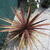 Cordyline australis 'Red Star'