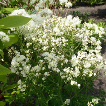 Thalictrum delavayi 'Splendide White'