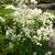 Thalictrum delavayi 'Splendide White'