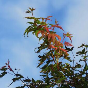 Acer palmatum 'Asahi zuru'