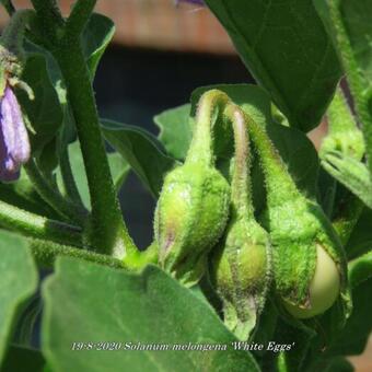 Solanum melongena 'White Eggs'