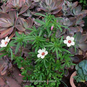 Hibiscus trionum