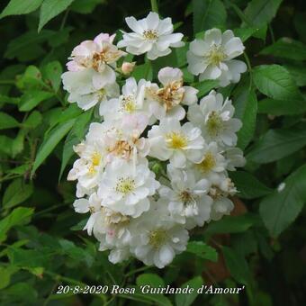 Rosa 'Guirlande d'Amour'