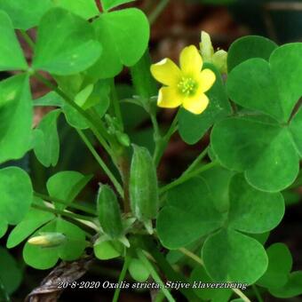 Oxalis stricta