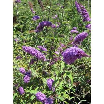 Buddleja davidii var. nanhoensis