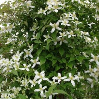 Clematis montana 'Alba'