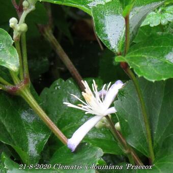 Clematis x  Jouiniana 'Praecox'