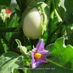 Solanum melongena 'White Eggs' - 