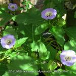 Nicandra physalodes 'Black Pod' - 