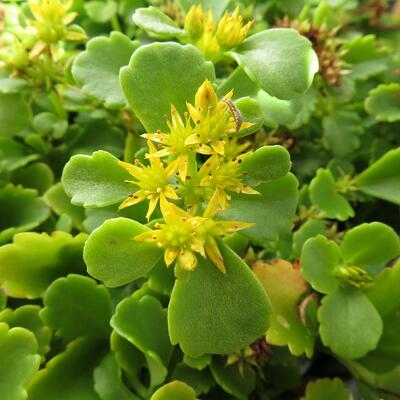 Sedum Kamtschaticum - ORPIN  DU KAMTSCHATKA - Sedum Kamtschaticum