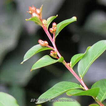 Lagerstroemia