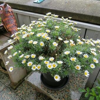 Argyranthemum frutescens