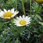 Argyranthemum frutescens - Strauchmargerite