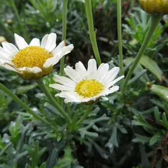 Argyranthemum frutescens