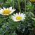 Argyranthemum frutescens