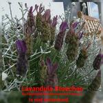 Lavandula stoechas 'Anouk' - 