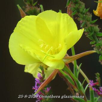 Oenothera glazioviana