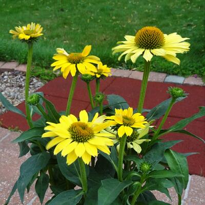 Echinacea purpurea 'SOMBRERO Lemon Yellow' - 