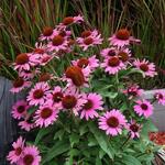 Echinacea ' MOOODZ Awake' - 